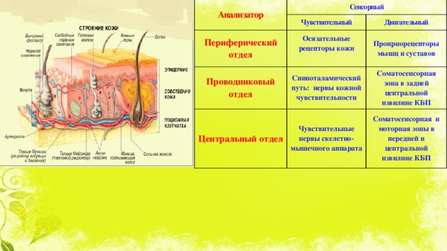 Анализатор Сенсорный Периферический отдел Чувствительный Двигательный Осязательные рецепторы кожи Проводниковый отдел Проприорецепторы мышц и суставов Центральный отдел  Спиноталамический путь: нервы кожной чувствительности Соматосенсорная зона в задней центральной извилине КБП Чувствительные нервы скелетно-мышечного аппарата Соматосенсорная и моторная зоны в передней и центральной извилине КБП 