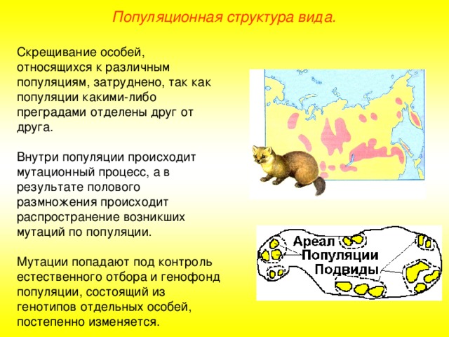 Популяционная структура вида. Скрещивание особей, относящихся к различным популяциям, затруднено, так как популяции какими-либо преградами отделены друг от друга. Внутри популяции происходит мутационный процесс, а в результате полового размножения происходит распространение возникших мутаций по популяции. Мутации попадают под контроль естественного отбора и генофонд популяции, состоящий из генотипов отдельных особей, постепенно изменяется. 