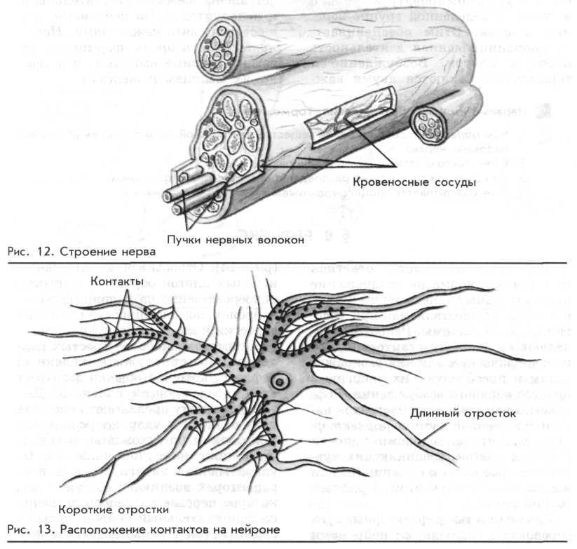 Строение нерва рисунок
