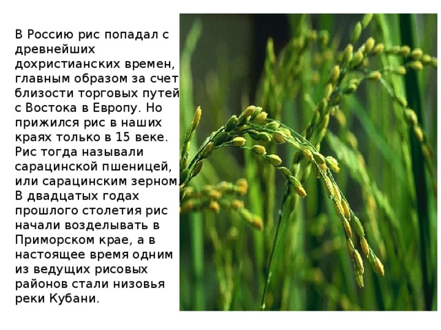 Проект про рис