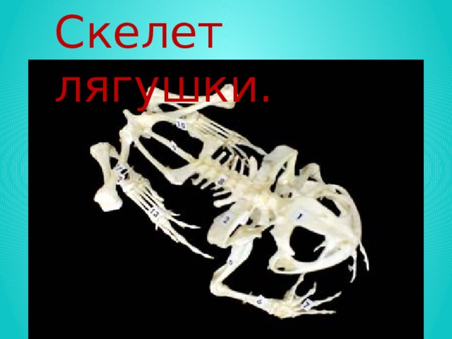 Скелет лягушки.