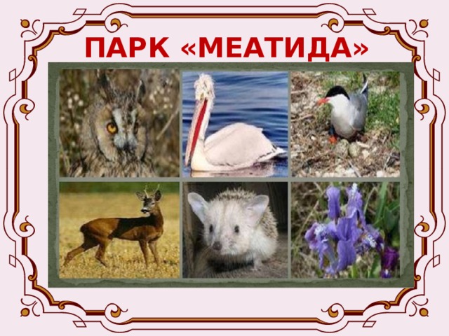 ПАРК «МЕАТИДА»  Богатый растительный и животный мир парка. Зарегистрировано 49 видов млекопитающих, 7 видов пресмыкающихся, 5 видов земноводных, 79 видов рыб, 1500 видов насекомых, но наиболее разнообразен в парке мир птиц. Здесь можно встретить степную красавицу дрофу, черного аиста, лебедя-шипуна, горного грифа, серебристого мартына, черноголового хохотуна. 