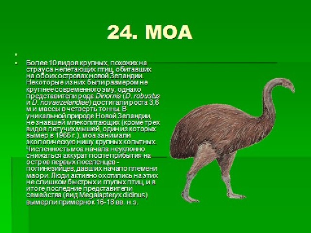 Проект про нелетающих птиц 3 класс