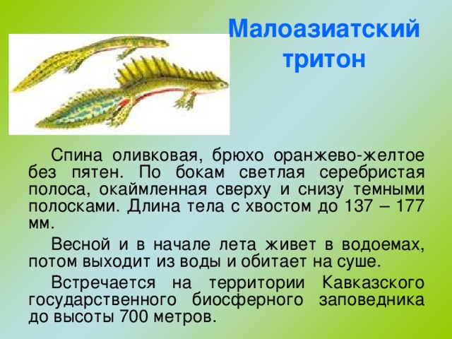 Малоазиатский тритон Спина оливковая, брюхо оранжево-желтое без пятен. По бокам светлая серебристая полоса, окаймленная сверху и снизу темными полосками. Длина тела с хвостом до 137 – 177 мм. Весной и в начале лета живет в водоемах, потом выходит из воды и обитает на суше. Встречается на территории Кавказского государственного биосферного заповедника до высоты 700 метров.