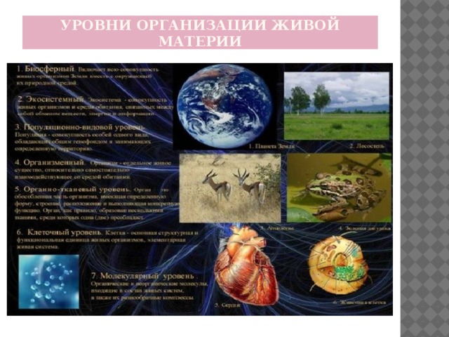Уровни организации живой материи 10 класс биология презентация
