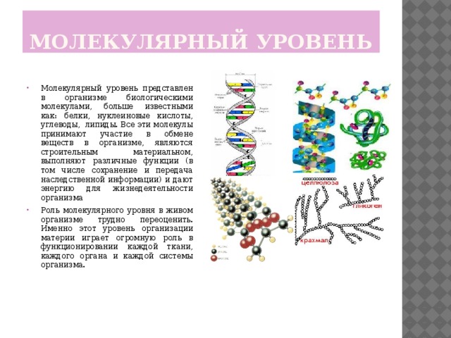 Молекулярный уровень Молекулярный уровень представлен в организме биологическими молекулами, больше известными как: белки, нуклеиновые кислоты, углеводы, липиды. Все эти молекулы принимают участие в обмене веществ в организме, являются строительным материальном, выполняют различные функции (в том числе сохранение и передача наследственной информации) и дают энергию для жизнедеятельности организма Роль молекулярного уровня в живом организме трудно переоценить. Именно этот уровень организации материи играет огромную роль в функционировании каждой ткани, каждого органа и каждой системы организма. 