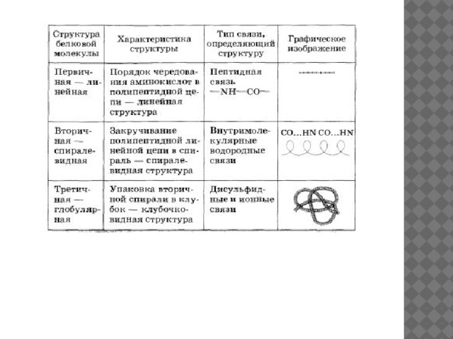 Особенности строения молекулы белка