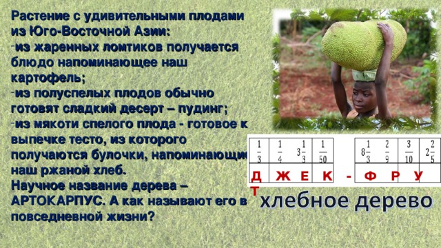 Растение с удивительными плодами из Юго-Восточной Азии: из жаренных ломтиков получается блюдо напоминающее наш картофель; из полуспелых плодов обычно готовят сладкий десерт – пудинг; из мякоти спелого плода - готовое к выпечке тесто, из которого получаются булочки, напоминающие наш ржаной хлеб. Научное название дерева – АРТОКАРПУС. А как называют его в повседневной жизни? Д Ж Е К - Ф Р У Т