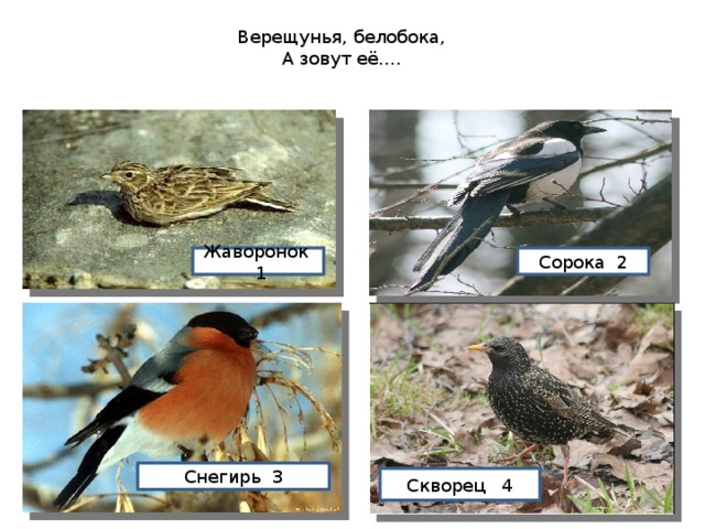 Верещунья, белобока, А зовут её…. Жаворонок 1 Сорока 2 Снегирь 3 Скворец 4 