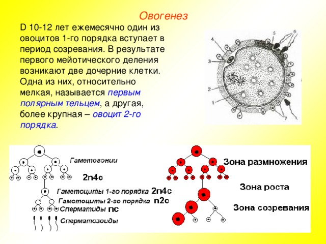 Овогенез D 10-12 лет ежемесячно один из овоцитов 1-го порядка вступает в период созревания. В результате первого мейотического деления возникают две дочерние клетки. Одна из них, относительно мелкая, называется первым полярным тельцем , а другая, более крупная – овоцит 2-го порядка . 