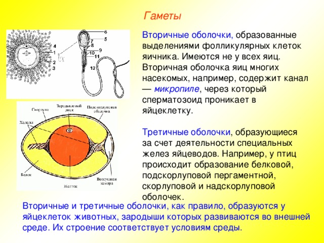 Гаметы Вторичные оболочки, образованные выделениями фолликулярных клеток яичника. Имеются не у всех яиц. Вторичная оболочка яиц многих насекомых, например, содержит канал — микропиле , через который сперматозоид проникает в яйцеклетку. Третичные оболочки , образующиеся за счет деятельности специальных желез яйцеводов. Например, у птиц происходит образование белковой, подскорлуповой пергаментной, скорлуповой и надскорлуповой оболочек. Вторичные и третичные оболочки, как правило, образуются у яйцеклеток животных, зародыши которых развиваются во внешней среде. Их строение соответствует условиям среды. 
