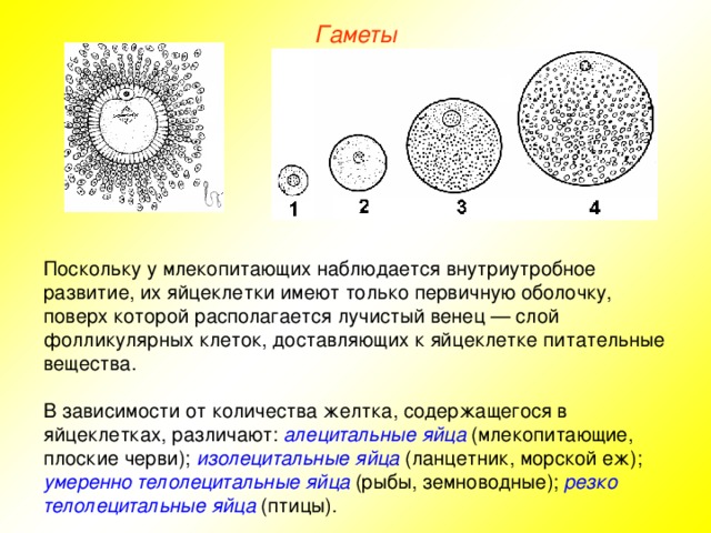 Гаметы Поскольку у млекопитающих наблюдается внутриутробное развитие, их яйцеклетки имеют только первичную оболочку, поверх которой располагается лучистый венец — слой фолликулярных клеток, доставляющих к яйцеклетке питательные вещества. В зависимости от количества желтка, содержащегося в яйцеклетках, различают: алецитальные яйца (млекопитающие, плоские черви); изолецитальные яйца (ланцетник, морской еж); умеренно телолецитальные яйца (рыбы, земноводные); резко телолецитальные яйца (птицы). 