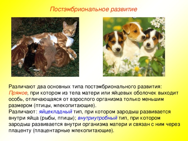 Постэмбриональное развитие Различают два основных типа постэмбрионального развития: Прямое , при котором из тела матери или яйцевых оболочек выходит особь, отличающаяся от взрослого организма только меньшим размером (птицы, млекопитающие). Различают: яйцекладный тип, при котором зародыш развивается внутри яйца (рыбы, птицы); внутриутробный тип, при котором зародыш развивается внутри организма матери и связан с ним через плаценту (плацентарные млекопитающие). 38.6. Постэмбриональное развитие  