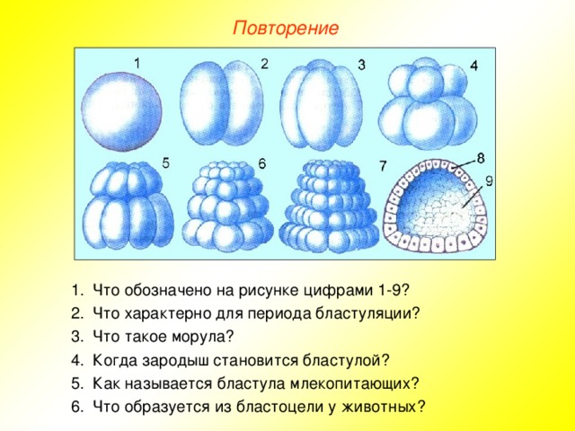 Повторение Что обозначено на рисунке цифрами 1-9? Что характерно для периода бластуляции? Что такое морула? Когда зародыш становится бластулой? Как называется бластула млекопитающих? Что образуется из бластоцели у животных? 