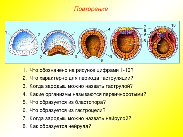 Повторение Что обозначено на рисунке цифрами 1- 10 ? Что характерно для периода гаструляции? Когда зародыш можно назвать гаструлой? Какие организмы называются первичноротыми? Что образуется из бластопора? Что образуется из гастроцели? Когда зародыш можно назвать нейрулой? Как образуется нейрула? 