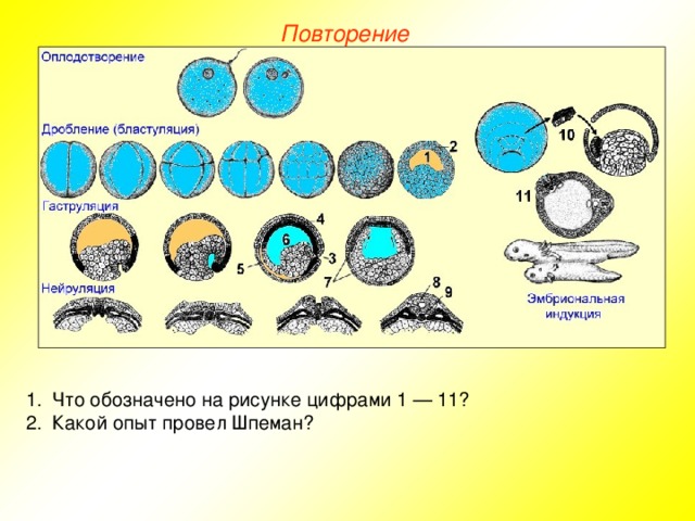 Повторение Что обозначено на рисунке цифрами 1 — 11? Какой опыт провел Шпеман? 