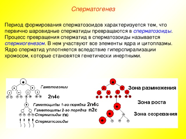 Сперматогенез Период формирования сперматозоидов характеризуется тем, что первично шаровидные сперматиды превращаются в сперматозоиды . Процесс превращения сперматид в сперматозоиды называется спермиогенезом . В нем участвуют все элементы ядра и цитоплазмы. Ядро сперматид уплотняется вследствие гиперспирализации хромосом, которые становятся генетически инертными. 