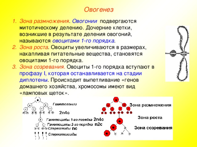 Овогенез Зона размножения . Овогонии подвергаются митотическому делению. Дочерние клетки, возникшие в результате деления овогоний, называются овоцитами 1-го порядка . Зона роста . Овоциты увеличиваются в размерах, накапливая питательные вещества, становятся овоцитами 1-го порядка. Зона созревания . Овоциты 1-го порядка вступают в профазу I, которая останавливается на стадии диплотены . Происходит выпетливание «генов домашнего хозяйства, хромосомы имеют вид «ламповых щеток». 