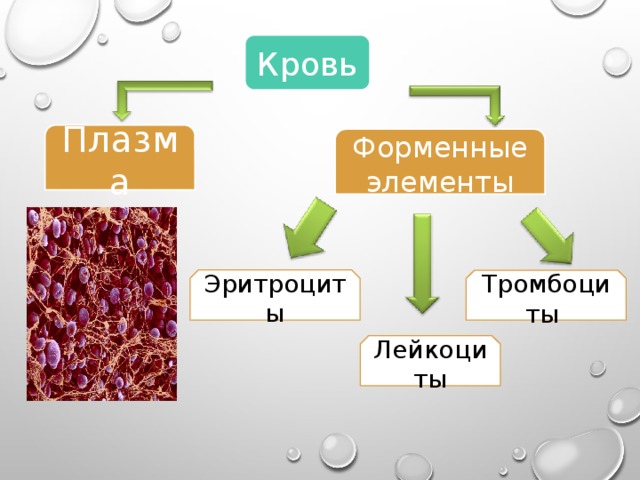 Кровь Плазма Форменные  элементы Эритроциты Тромбоциты Лейкоциты 