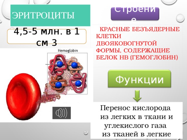 Эритроциты Строение  Красные безъядерные клетки двояковогнутой формы, содержащие белок Hb (гемоглобин ) 4,5-5 млн. в 1 см 3 Функции Перенос кислорода из легких в ткани и углекислого газа из тканей в легкие 17 