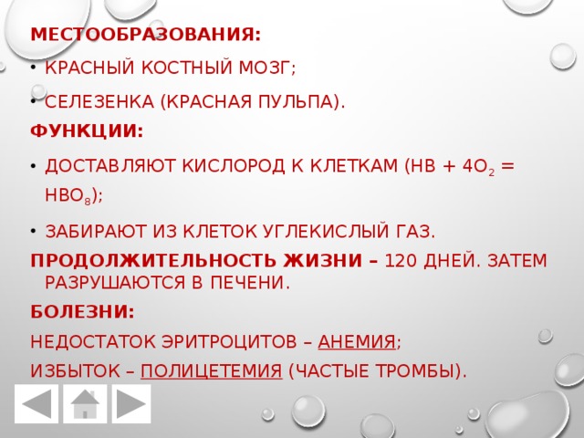 Местообразования: Красный костный мозг; Селезенка (красная пульпа). Функции: Доставляют кислород к клеткам (Hb + 4O 2 = HbO 8 ); Забирают из клеток углекислый газ. Продолжительность жизни – 120 дней. Затем разрушаются в печени. Болезни: Недостаток эритроцитов – Анемия ; Избыток – Полицетемия (частые тромбы). 