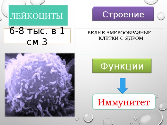 Лейкоциты Строение 6-8 тыс. в 1 см 3  Белые амебообразные клетки с ядром Функции Иммунитет 