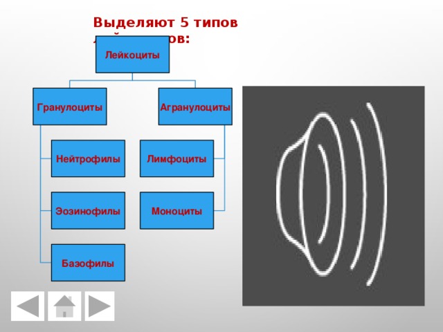 Выделяют 5 типов лейкоцитов: Лейкоциты Агранулоциты Гранулоциты Нейтрофилы Лимфоциты Эозинофилы Моноциты Базофилы 