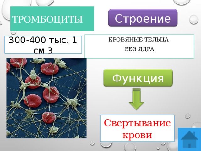 Тромбоциты Строение Кровяные тельца без ядра 300-400 тыс. 1 см 3 Функция Свертывание крови 