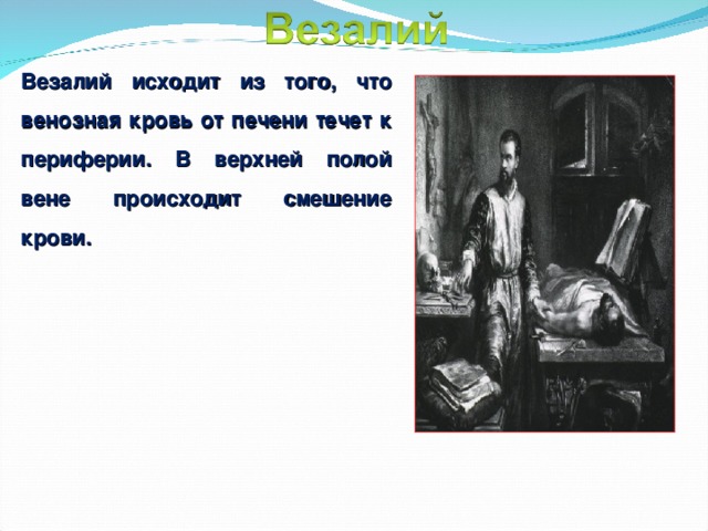 Везалий исходит из того, что венозная кровь от печени течет к периферии. В верхней полой вене происходит смешение крови. 