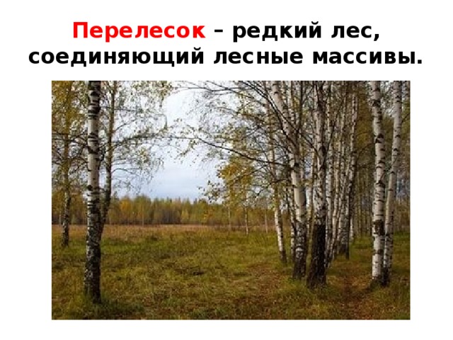 Перелесок – редкий лес, соединяющий лесные массивы. 