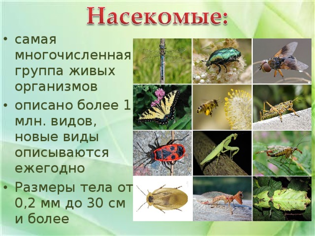 Общая характеристика насекомых презентация