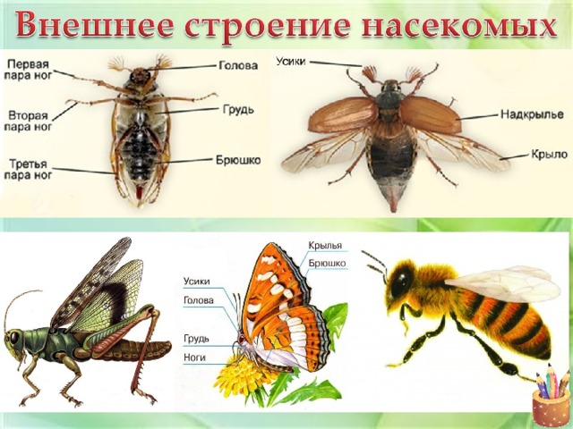 Насекомые общая характеристика 7 класс презентация