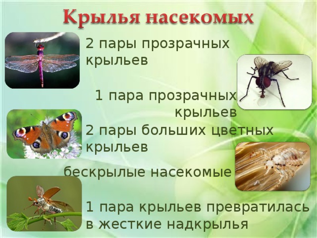 У большинства насекомых три пары крыльев. Типы крыльев насекомых. Строение крыльев насекомых. Количество крыльев у насекомых. Число пар крыльев у насекомых.