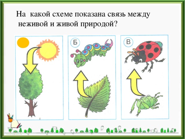 На какой схеме показана связь между  неживой и живой природой?  