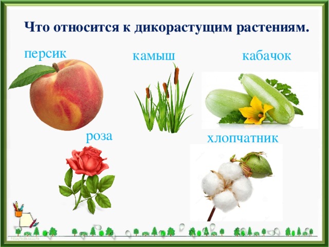 Что относится к дикорастущим растениям. персик камыш кабачок роза хлопчатник 