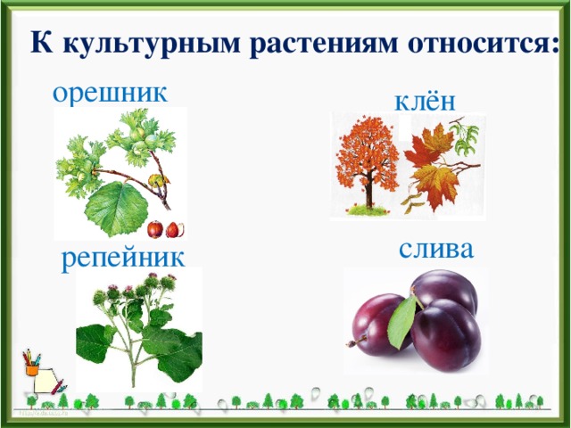 К культурным растениям относится: орешник клён слива репейник 