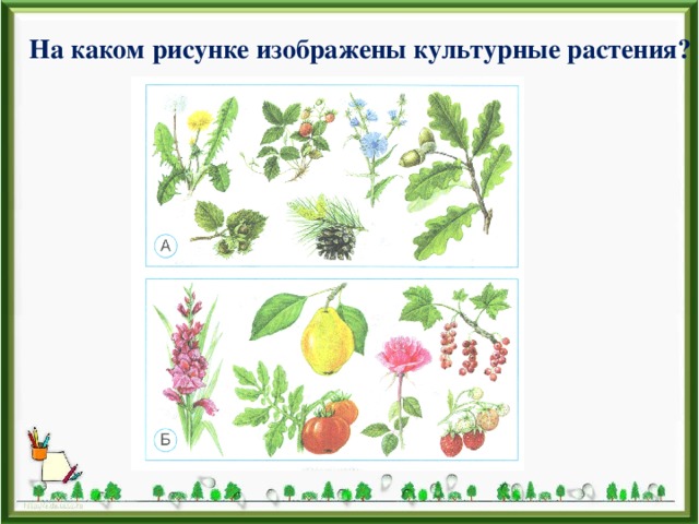 На каком рисунке изображены культурные растения? 