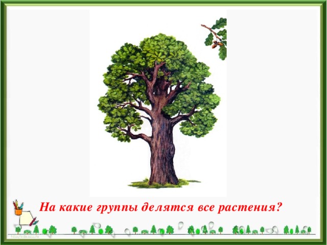 На какие группы делятся все растения? 