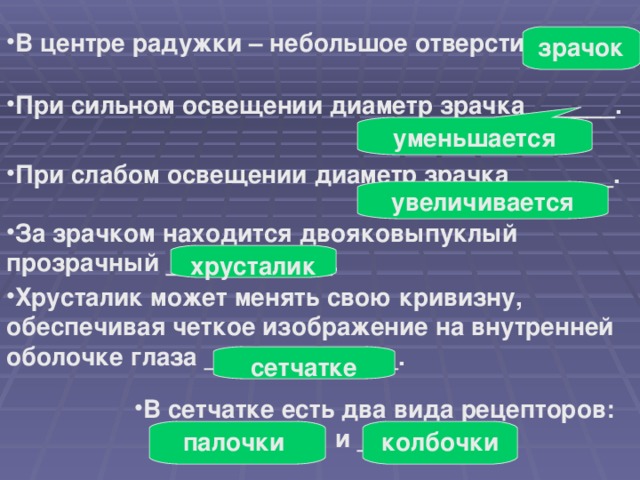 В центре радужки – небольшое отверстие - ____. зрачок При сильном освещении диаметр зрачка ______. уменьшается При слабом освещении диаметр зрачка _______. увеличивается За зрачком находится двояковыпуклый прозрачный ____________. хрусталик Хрусталик может менять свою кривизну, обеспечивая четкое изображение на внутренней оболочке глаза ______________. сетчатке В сетчатке есть два вида рецепторов: