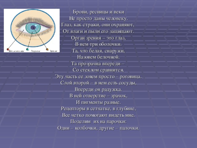 Брови, ресницы и веки Не просто даны человеку. Глаз, как стражи, они охраняют, От влаги и пыли его защищают. Орган зрения – это глаз, В нем три оболочки. Та, что белая, снаружи, Назовем белочной. Та прозрачна впереди – Со стеклом сравнится. Эту часть ее зовем просто – роговица. Слой второй – в нем есть сосуды, Впереди он радужка. В ней отверстие – зрачок, И пигменты разные. Рецепторы в сетчатке, в глубине, Все четко помогают видеть мне. Поделим их на парочки: Одни – колбочки, другие – палочки.