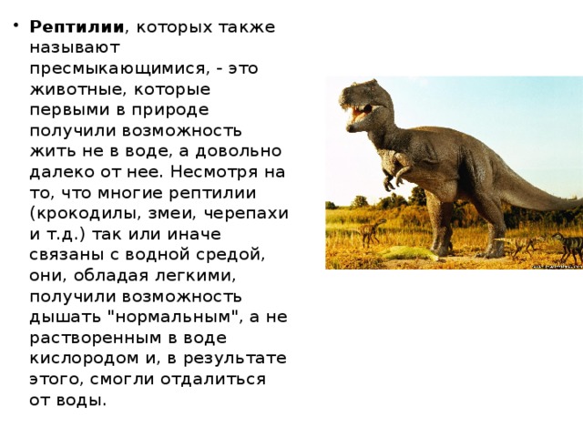 Рептилии , которых также называют пресмыкающимися, - это животные, которые первыми в природе получили возможность жить не в воде, а довольно далеко от нее. Несмотря на то, что многие рептилии (крокодилы, змеи, черепахи и т.д.) так или иначе связаны с водной средой, они, обладая легкими, получили возможность дышать 
