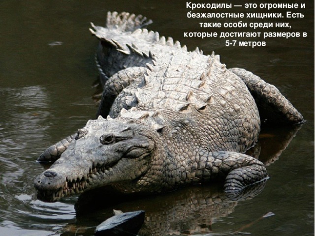 Крокодилы — это огромные и безжалостные хищники. Есть такие особи среди них, которые достигают размеров в 5-7 метров 