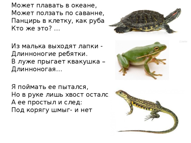 Может плавать в океане,  Может ползать по саванне,  Панцирь в клетку, как рубаха…  Кто же это? … Из малька выходят лапки -  Длинноногие ребятки.  В луже прыгает квакушка –   Длинноногая… Я поймать ее пытался,  Но в руке лишь хвост остался.  А ее простыл и след:  Под корягу шмыг- и нет 