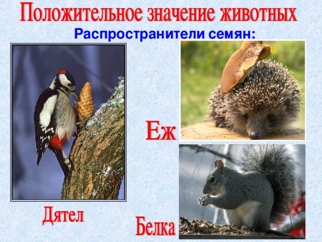 Распространители  семян: 