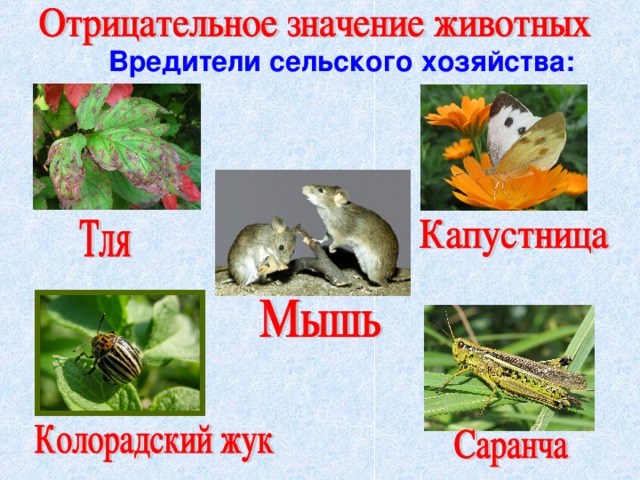 Вредители сельского хозяйства: 