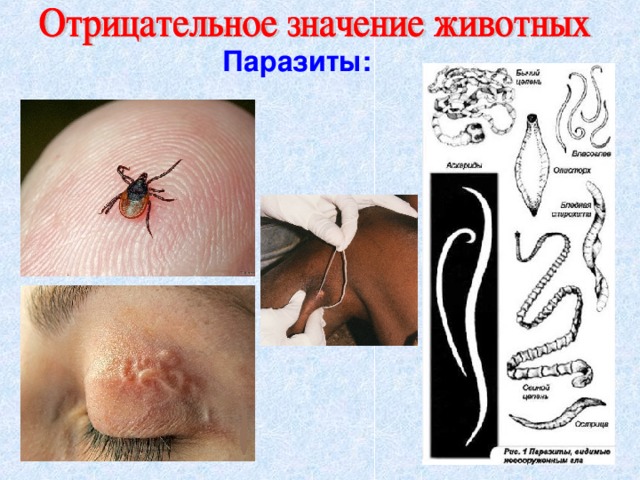 Паразиты: 