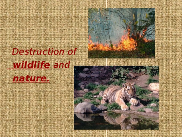  Destruction of  wildlife and  nature. 
