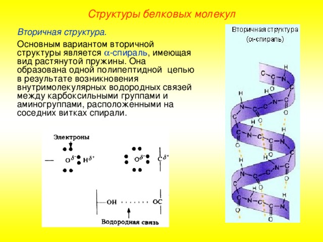 Структуры белковых молекул Вторичная структура. Основным вариантом вторичной структуры является  -спираль , имеющая вид растянутой пружины. Она образована одной полипептидной цепью в результате возникновения внутримолекулярных водородных связей между карбоксильными группами и аминогруппами, расположенными на соседних витках спирали. 