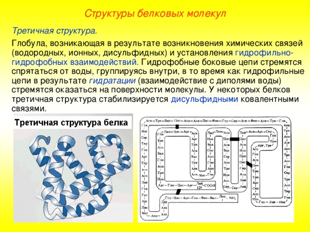 Структуры белковых молекул Третичная структура. Глобула, возникающая в результате возникновения химических связей (водородных, ионных, дисульфидных) и установления гидрофильно- гидрофобных взаимодействий. Гидрофобные боковые цепи стремятся спрятаться от воды, группируясь внутри, в то время как гидрофильные цепи в результате гидратации (взаимодействие с диполями воды) стремятся оказаться на поверхности молекулы. У некоторых белков третичная структура стабилизируется дисульфидными ковалентными связями. 
