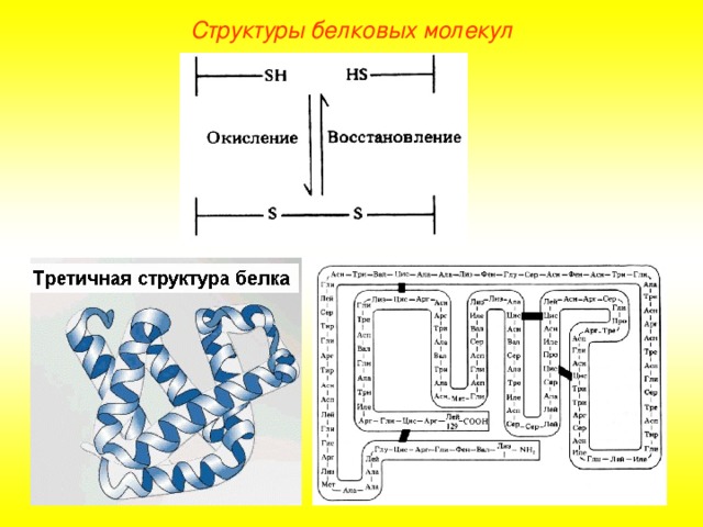 Структуры белковых молекул 